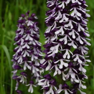 Orchis purpurea subsp. caucasica